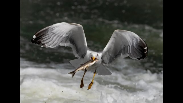 Martıların inci kefali avı