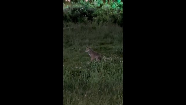 Elazığ'da aç kalan tilki, şehre indi