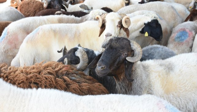 Malatya Canlı Hayvan Pazarı'nda yetiştiricilere sahte para uyarısı