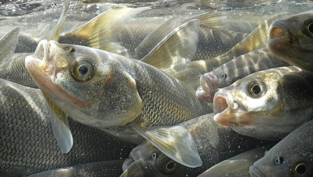 Akarsulara göç eden inci kefalinin yolculuğu su altı kamerasında