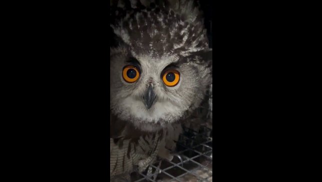 Puhu kuşu şimdi şefkatli ellerde