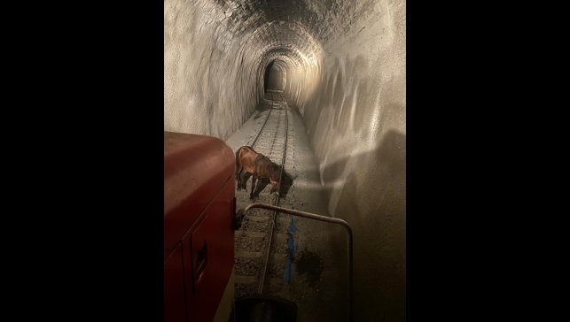 Kars'ta tünelde raylara bağlanan at makinistlerin dikkatiyle kurtuldu