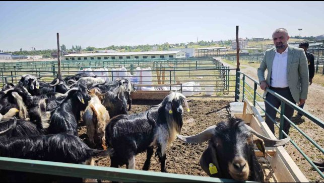 Malatya'da Kurban Pazarı hareketlendi ancak satışlar durgun