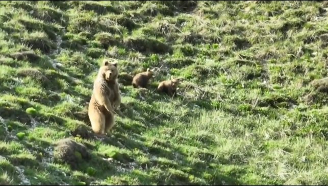 Köye yaklaşan bozayı ile 2 yavrusunu zarar görmemeleri için drone ile uzaklaştırdı