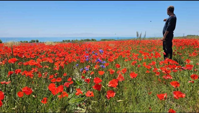 Adilcevaz'da tarlalar kırmızıya büründü