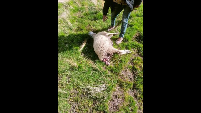 Sürüye saldıran kurtlar kuzuları telef etti