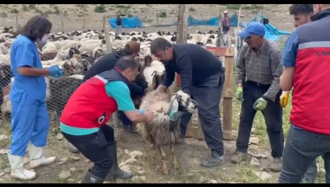 Yüksekova'da şap hastalığına karşı aşılama çalışması devam ediyor