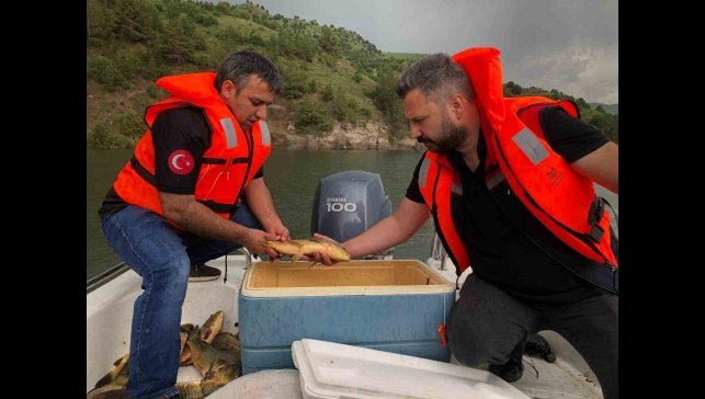 Kars'ta sazan balıklarının üreme dönemleri araştırılıyor