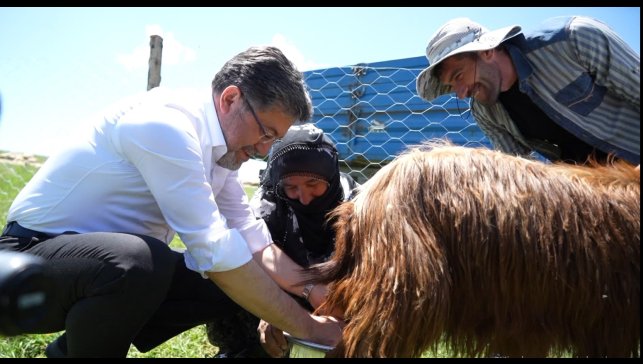 Bakan Yumaklı, süt sağan kadınlara eşlik etti, keçi sağdı