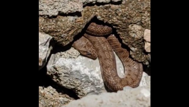 Yürüyüş yolundaki yılan esnafı korkuttu