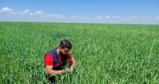 Tutak’ta Buğday Tarlalarında Süne Sürveyi Başladı