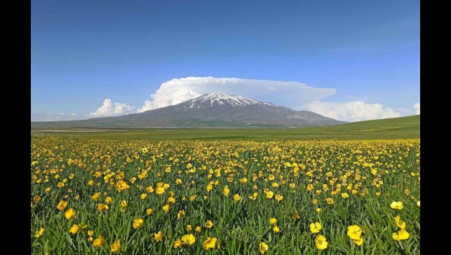 Sütey Yaylası bahar çiçekleriyle renklendi