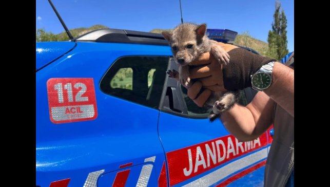 Kurt ve ayı yavrusu artık şefkatli ellerde