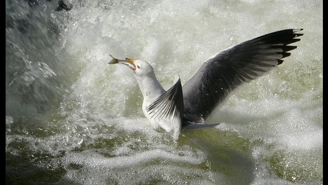 İnci kefalinin hayat mücadelesi objektiflere yansıdı