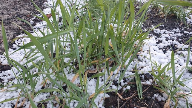 Erzurum ve Ardahan'da dolu ve sağanak etkili oldu
