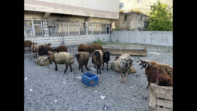 Malazgirt'te küçükbaş kurbanlıklar satışa çıkarıldı