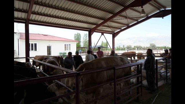 Erzincan'da Kurban Bayramı hareketliliği başladı: Hayvan pazarı sıkı pazarlıklara sahne oldu