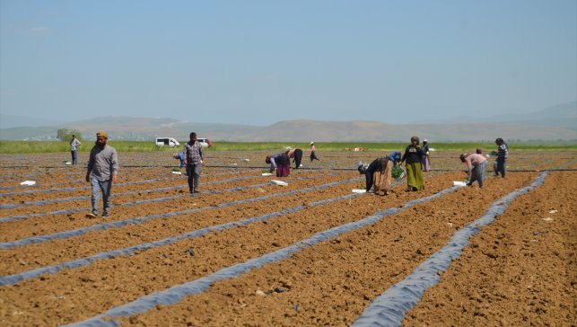 Muş Ovası'nda karpuz fideleri toprakla buluştu