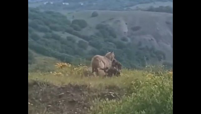 İlçe merkezine kadar inen kurt, keçiyi kaptığı gibi götürdü