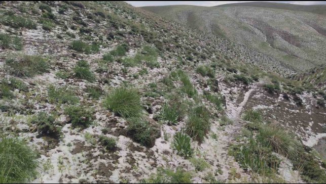 Haziran ayında kar sürprizi: Erek Dağı'nın etekleri beyaza büründü