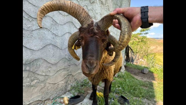 Kağızman'da 4 boynuzlu koç ilgi odağı oldu