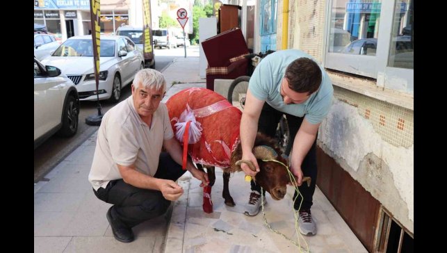 Erzurumlu damattan nişanlısına kurbanlık koç hediyesi