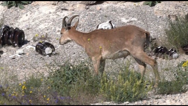 Kemaliye'de şantiye sahasına giren yaban keçisi görüntülendi