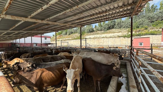 TDV, Van'da 6 bin 825 hisse kurbanlığın kesimine başladı