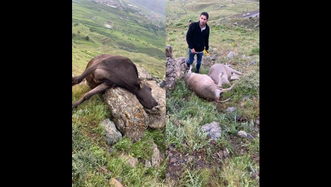 Hakkari'de yıldırım düşmesi sonucu 3 inek telef oldu