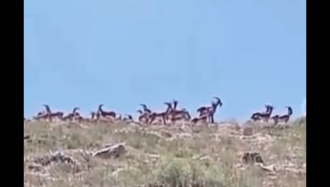 Malatya'da sürü halindeki yaban keçileri görüntülendi