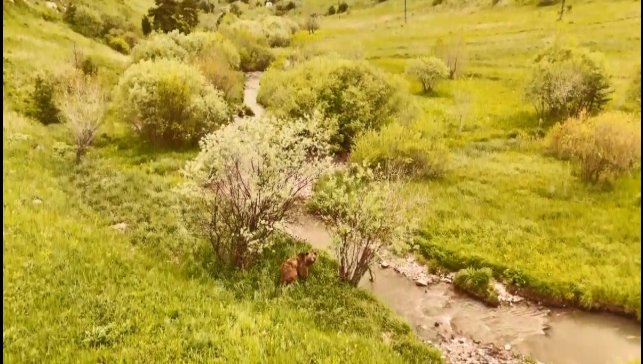 Kars'ta doğada dolaşan boz ayı havadan görüntülendi