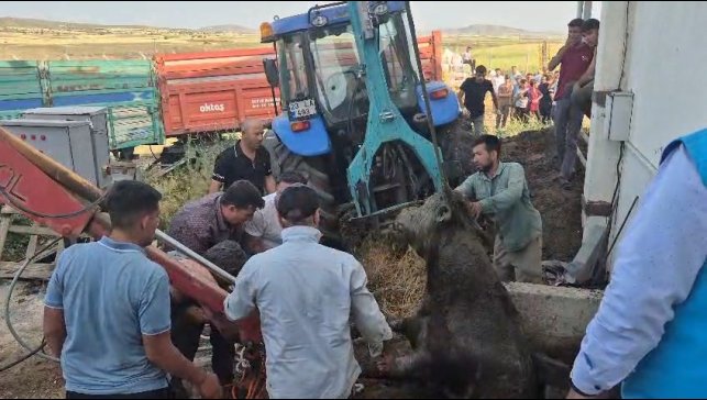 Bağını kopararak foseptik çukuruna düşen boğa kurtarıldı