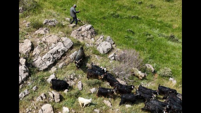Bitlis'te kaçan 26 kurbanlık keçi dronla bulundu