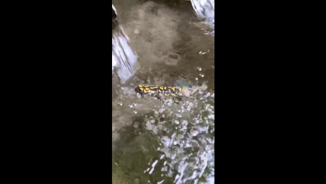 Elazığ'da benekli semender görüntülendi