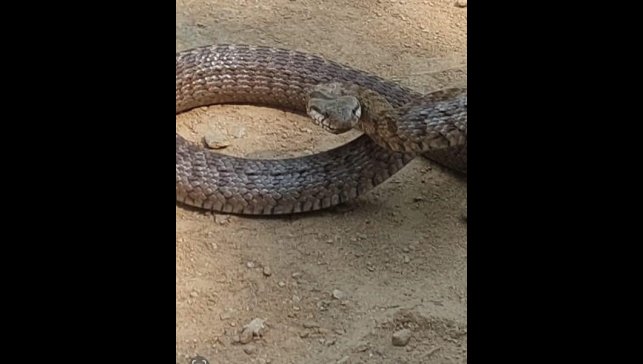 Tunceli'de Kafkas yılanı kameraya saldırdı