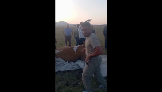 Arin Gölü'nde çamura saplanan inek kurtarıldı