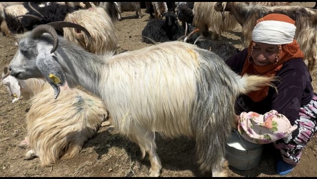 Yüksekova'da koyun sağma alanlarına gölgelikler kuruluyor