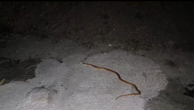 Van'da aracın motoruna giren yılanı DKMP ve itfaiye ekipleri çıkardı