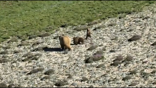 Erzincan'da anne ayı ve 3 yavrusu görüntülendi