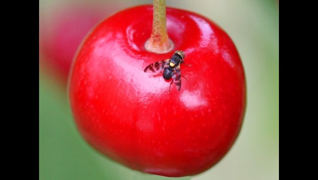 Kiraz ve vişneyi sinekten koruyun!
