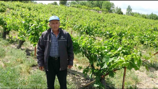 Zirai donun vurduğu tescilli "köhnü" üzümünde umutlar yapraklarda