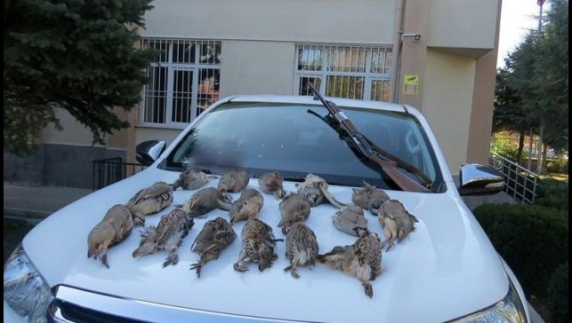 Keklik kalmadı keneler çoğaldı