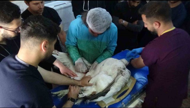 Muş'ta ateşli silahla yaralanan toy kuşu Van'da tedavisi devam ediyor