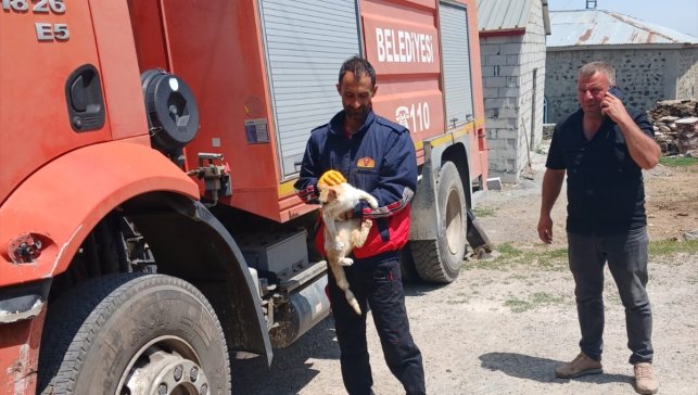 Kars'ta elektrik direğinde mahsur kalan kediyi itfaiye kurtardı