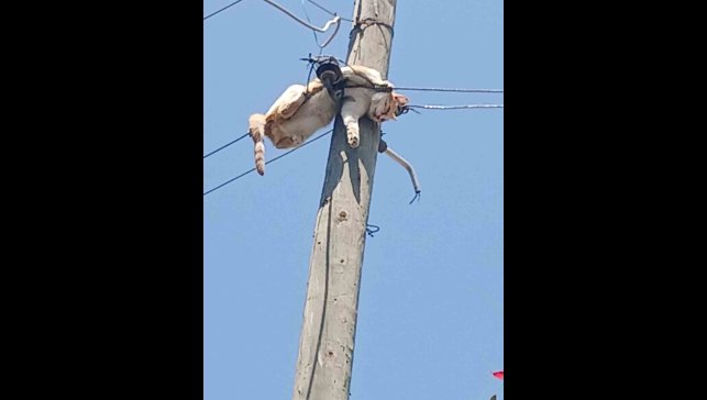 Kars'ta elektrik direğinde mahsur kalan kedi kurtarıldı