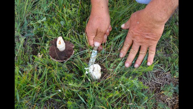 Doğadan elleriyle tek tek topluyorlar