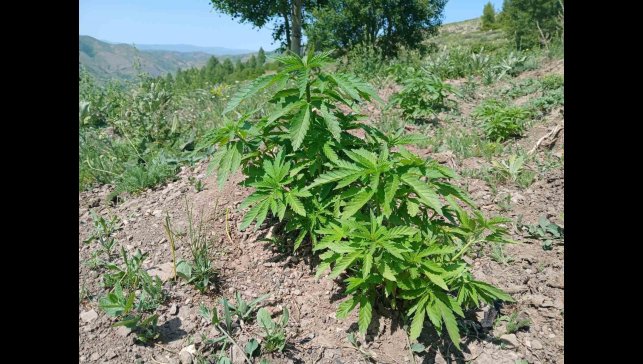 Bingöl'de kenevir ve kaçak tütün ele geçirildi