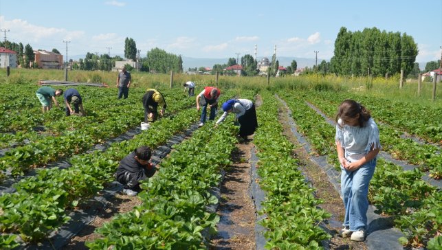 Muş'ta çilek hasadı başladı