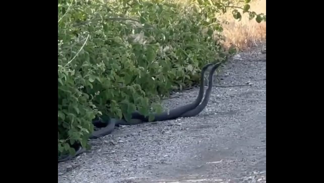 Malatya'da yılanların çiftleşme dansı kameraya yansıdı