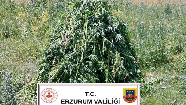 Erzurum'da 867 kök kenevir ele geçirildi